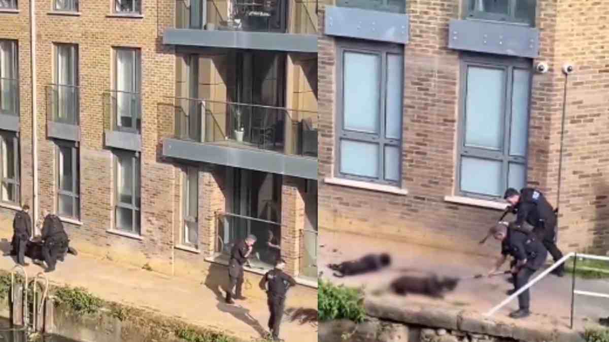 UK met police shot dead two dogs in front of public owner arrested UK met police shot dead two dogs in front of public owner arrested