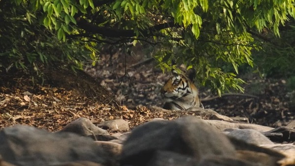 Nauradehi: बाघिन राधा बनी दादी, बेटी एन-111 ने जन्मे 4 शावक