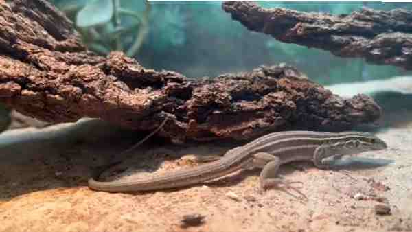 Whiptail lizards are a species of organism in which only females create their own clones