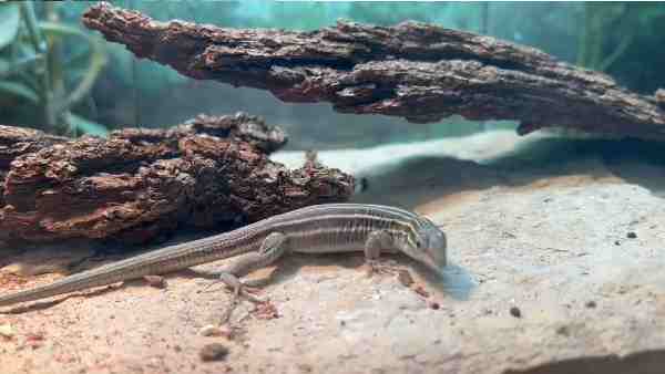Whiptail lizards are a species of organism in which only females create their own clones