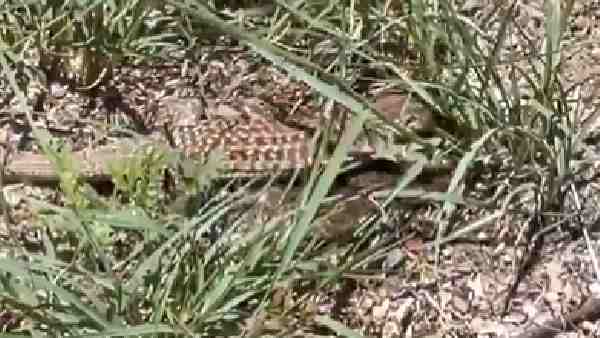 Whiptail lizards are a species of organism in which only females create their own clones