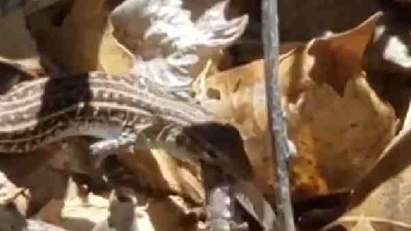 Whiptail lizards are a species of organism in which only females create their own clones