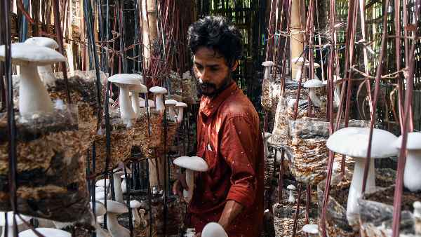 Fungi or mushrooms talk to each other - scientists found out in research