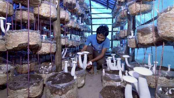 Fungi or mushrooms talk to each other - scientists found out in research
