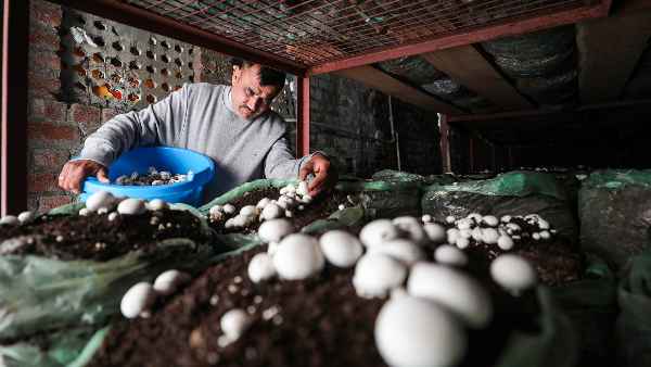 Fungi or mushrooms talk to each other - scientists found out in research