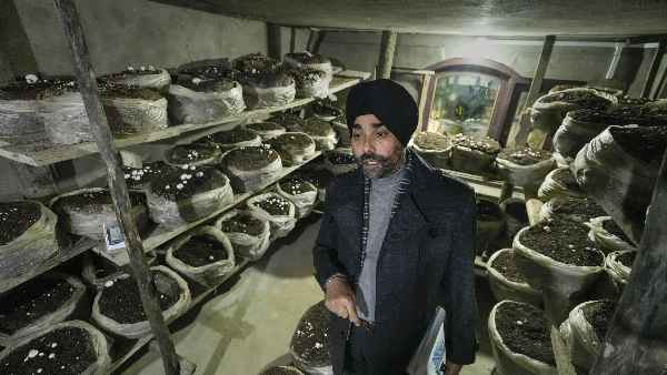 Fungi or mushrooms talk to each other - scientists found out in research