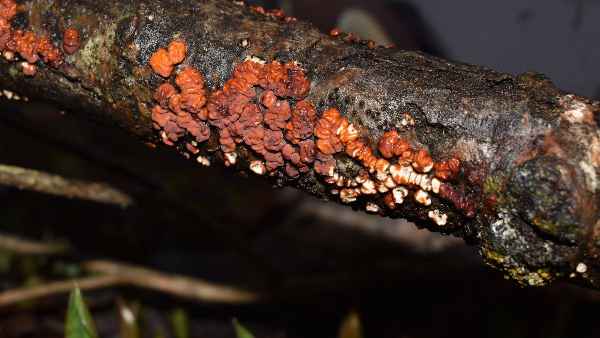 Fungi or mushrooms talk to each other - scientists found out in research