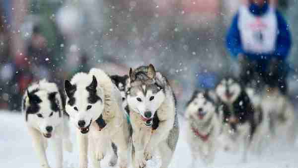 Climate change: ancient viruses and bacteria lying in the permafrost of the polar regions may be released, scientists fear a new pandemic