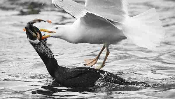 Climate change: ancient viruses and bacteria lying in the permafrost of the polar regions may be released, scientists fear a new pandemic