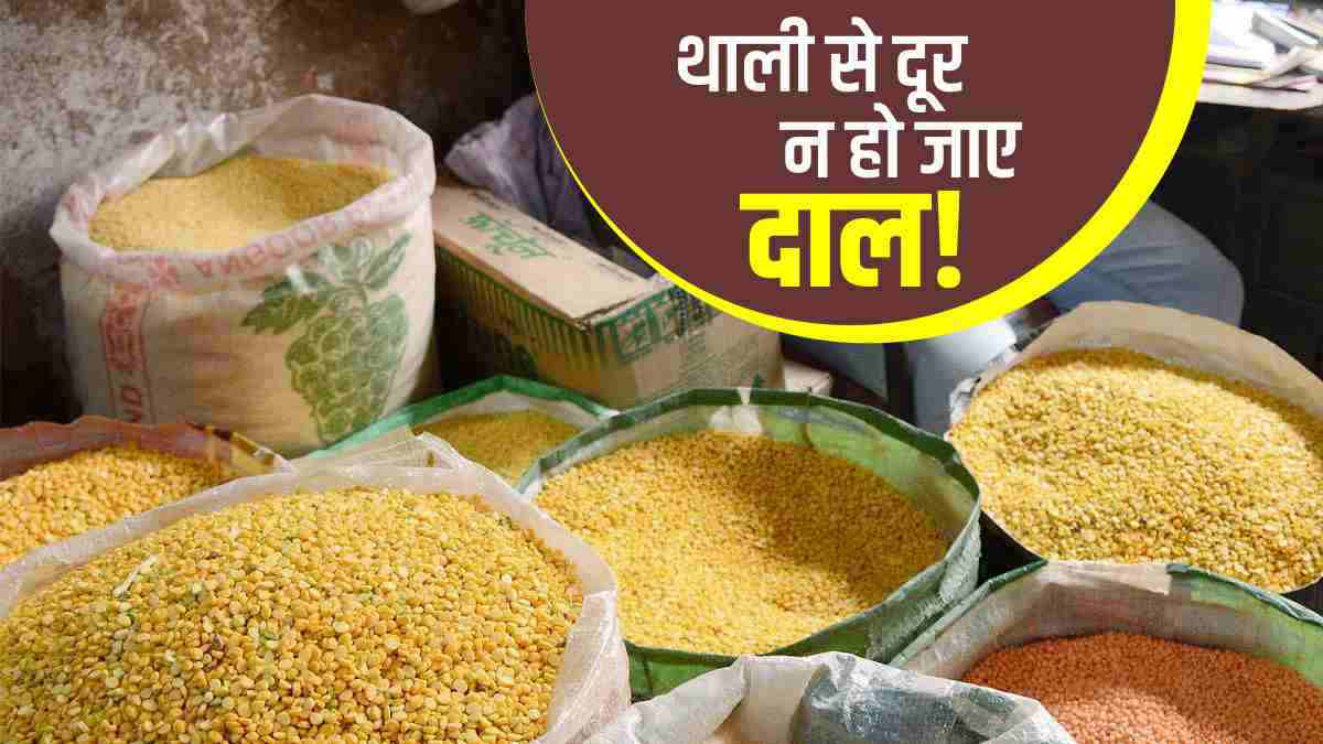 The government is active in controlling the prices of pulses, the effect is visible in the market, the exporters and traders are also warned not to create artificial scarcity The government is active in controlling the prices of pulses, the effect is visible in the market, the exporters and traders are also warned not to create artificial scarcity