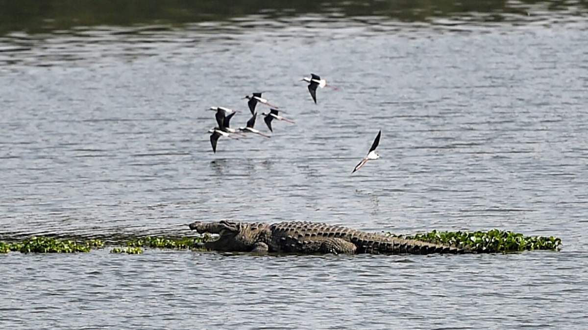 crocodile attack in goa crocodile attack in goa