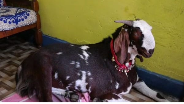 one crore goat in Umaria one crore goat in Umaria