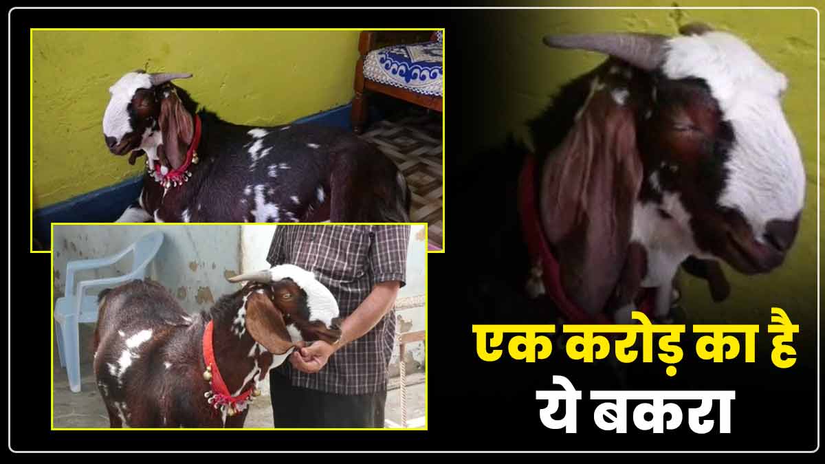 One crore goat in Umaria One crore goat in Umaria