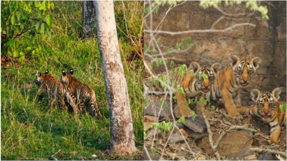 Pench Tiger Reserve Pench Tiger Reserve