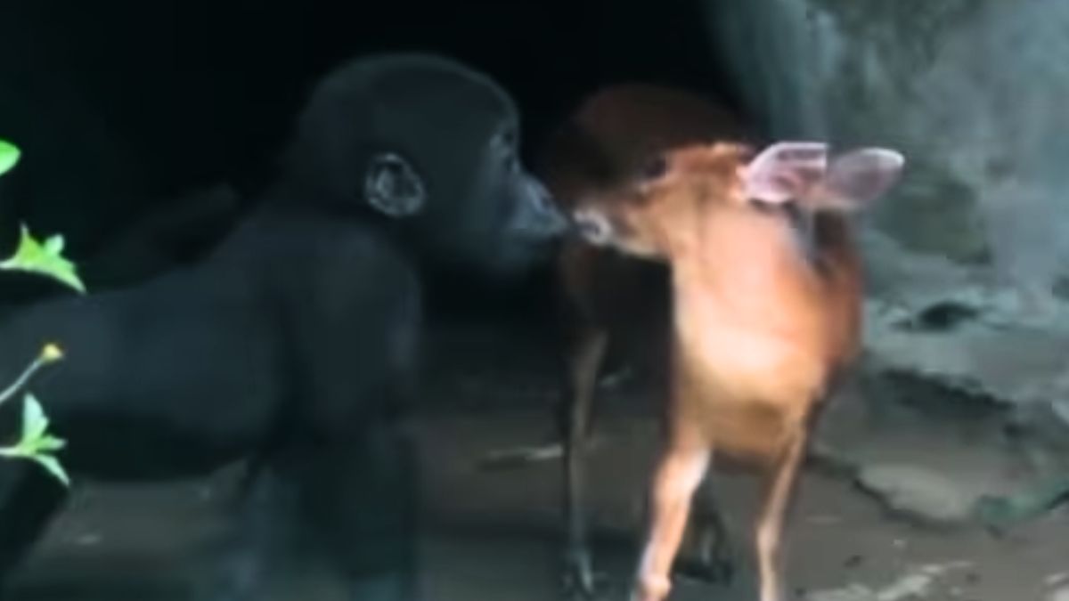 Wildlife Video Wildlife Video