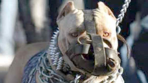 Pitbull dog attack terror once again in Lucknow, 2-year-old igirl attacked by dangerous dog 