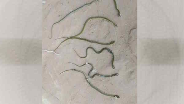 Raebareli snakes kept coming out in Hundreds in this house know the whole viral matter 