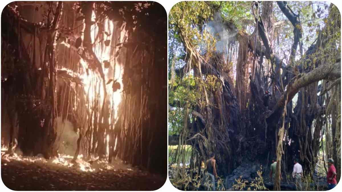 Sagar The Burning Tree Bargad