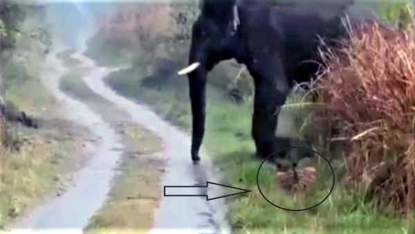 Lakhimpur Dudhwa Tiger Reserve Viral Video when group of elephants came infront of tiger 