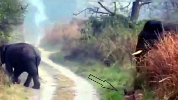 Lakhimpur Dudhwa Tiger Reserve Viral Video when group of elephants came infront of tiger 
