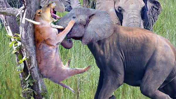 Lakhimpur Dudhwa Tiger Reserve Viral Video when group of elephants came infront of tiger 