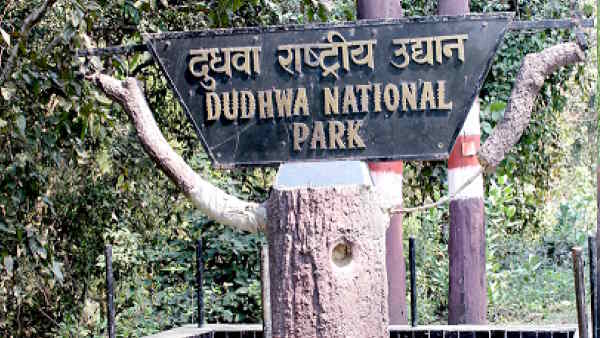Lakhimpur Dudhwa Tiger Reserve Viral Video when group of elephants came infront of tiger 