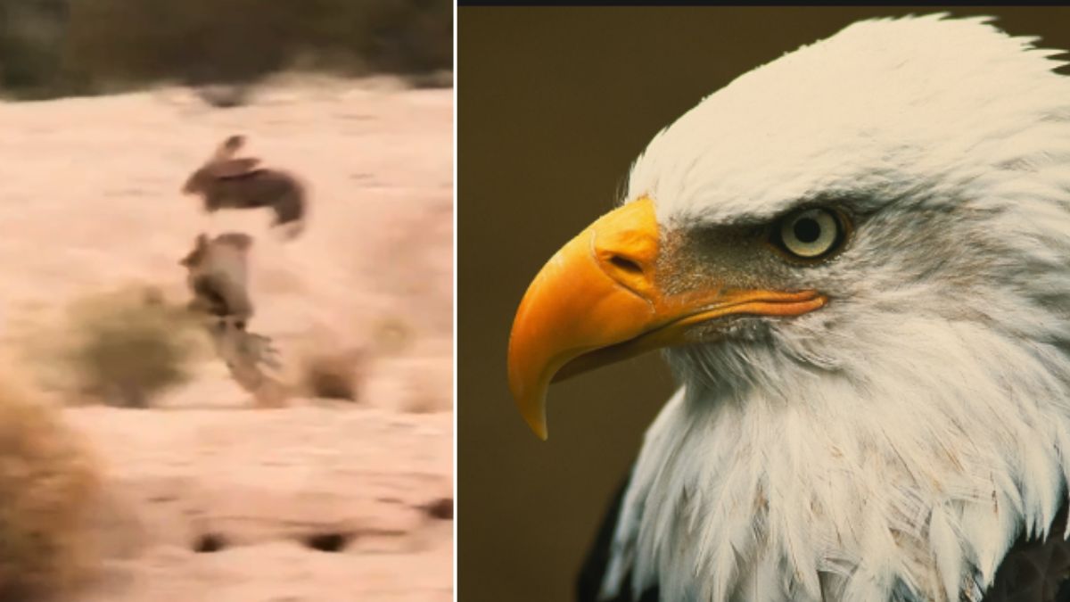 The world of wild animals 🦁 The world of wild animals 🦁