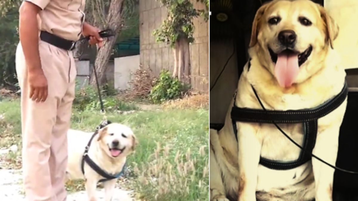 punjab police dog simmi punjab police dog simmi