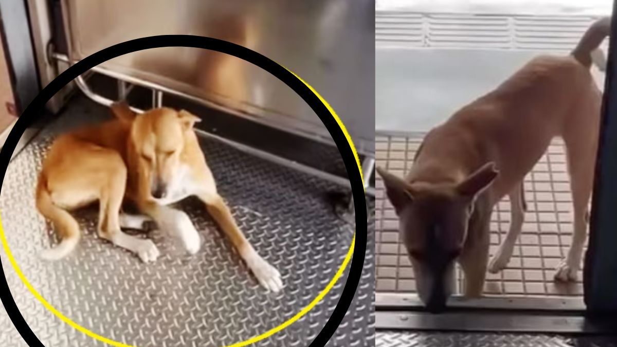 Dog travels to Mumbai local Dog travels to Mumbai local