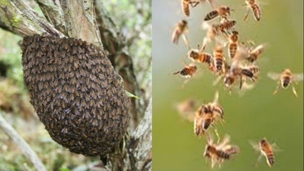 राजनीतिक दल की बैठक में पदाधिकारियों पर मधुमक्खियों का हमला राजनीतिक दल की बैठक में पदाधिकारियों पर मधुमक्खियों का हमला