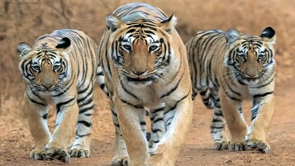 मप्र का सबसे बड़ा व सातवां टाइगर रिजर्व होगा रानी दुर्गावती-नौरादेही अभयारण्य