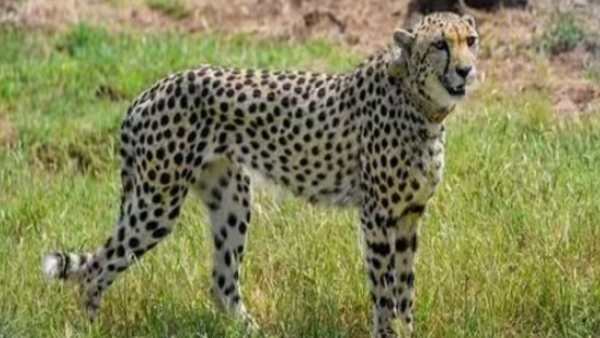 African Cheetah