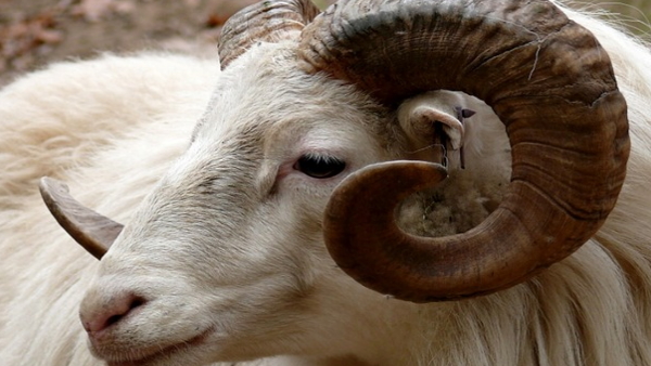 Beetal breed goat