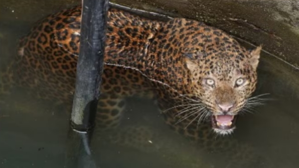 Credit: Wildlife SOS/Youtube