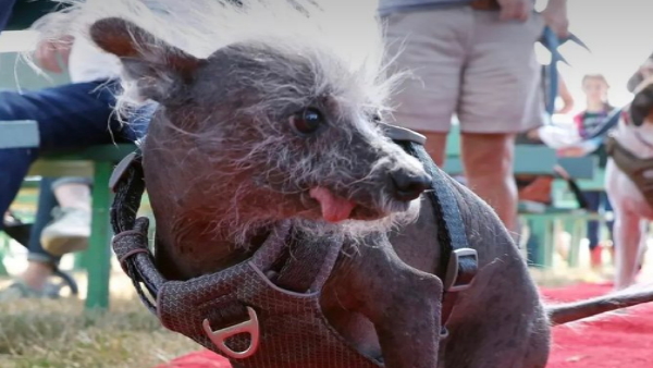 Worlds ugliest dog 