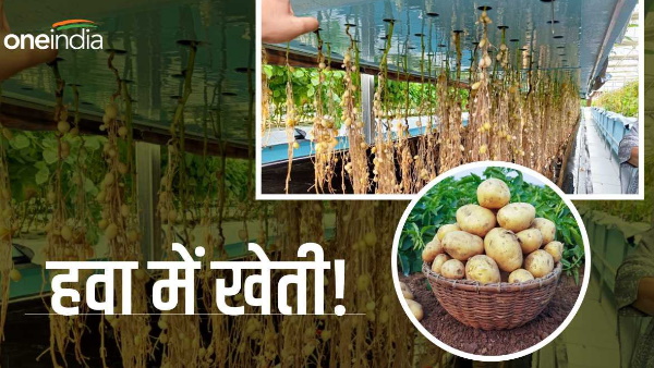 Aeroponic Farming News: Bihar Agriculture University Aeroponic Farming News: Bihar Agriculture University