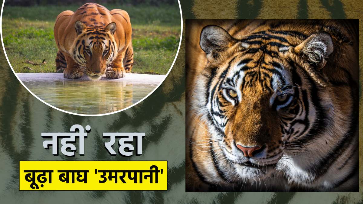 Old tiger Umarpani of kanha national park lost his life Old tiger Umarpani of kanha national park lost his life