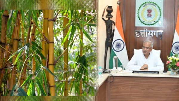bamboo chhattisgarh bhupesh baghel