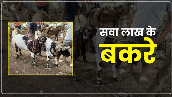 Eid Al Adha 2023: These goats eat raisins, the price is more than 1.25 lakh Eid Al Adha 2023: These goats eat raisins, the price is more than 1.25 lakh