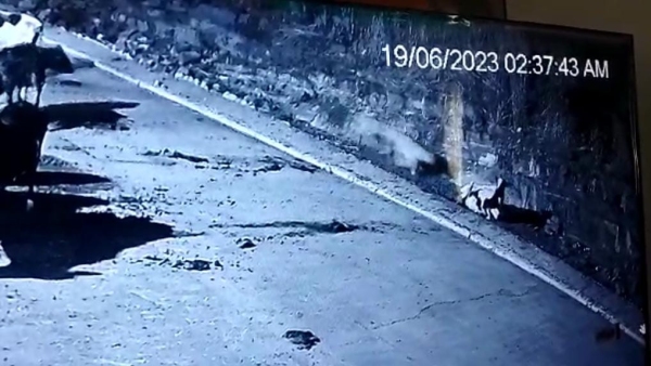 Tiger attacked cow, the herd of cows chased tiger away, CCTV video surfaced from mother bull