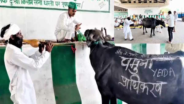 Noida protest of farmers against the officers of YEIDA by playing bean in front of buffalo