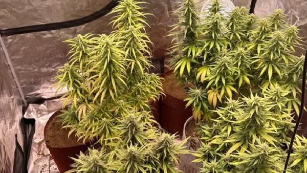 Karnataka cannabis