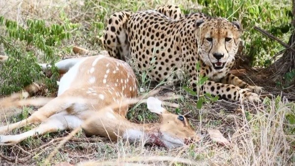 कूनो के चीतों पर शिकारियों की नजर, जंगल से तीन शिकारी गिरफ्तार, चीतों की फिराक में थे