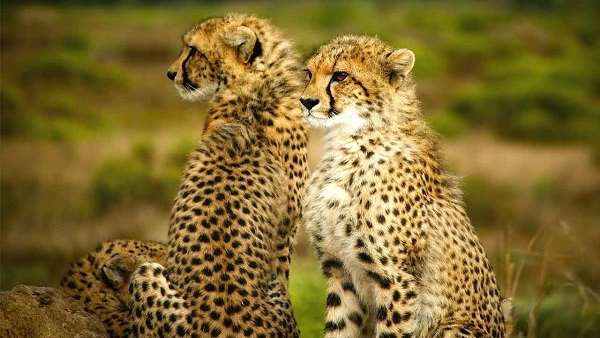 cheetah in india cheetah in india