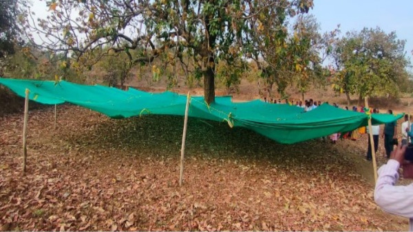 chhattisgarh mahua chhattisgarh mahua