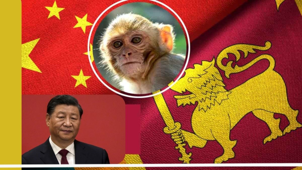 endangered tok macaque monkey