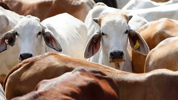 cow