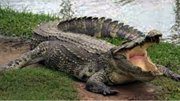 Crocodile entered Sidhis house