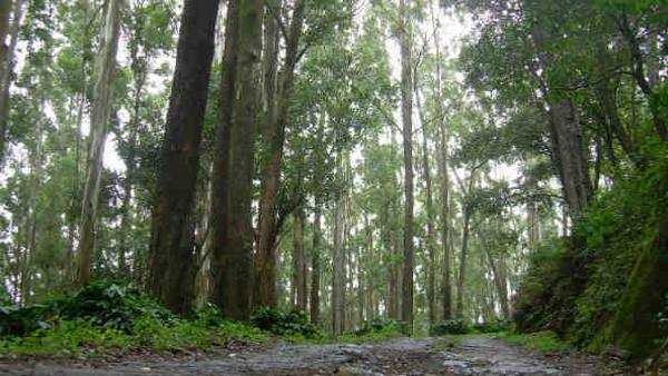 cypress tree cypress tree