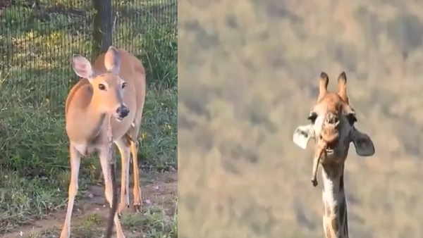 Giraffe ate bones Giraffe ate bones